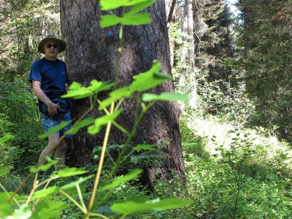 Big Larch